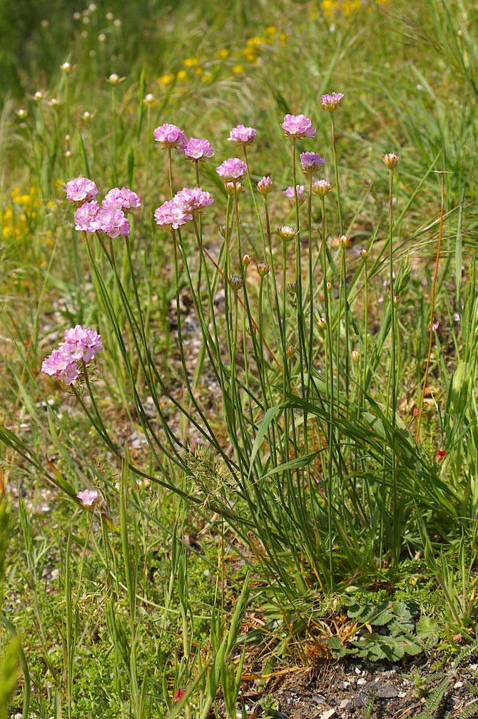 Armeria arenaria (=plantaginea) / Spillone lanceolato